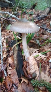 foto di Funghi
